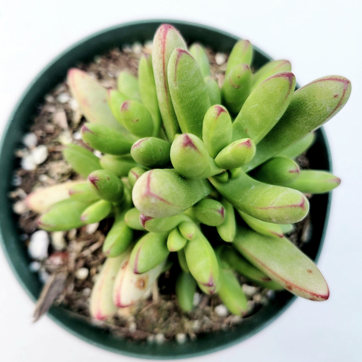 Crassula nudicaulis var. herrei - Succulents Depot