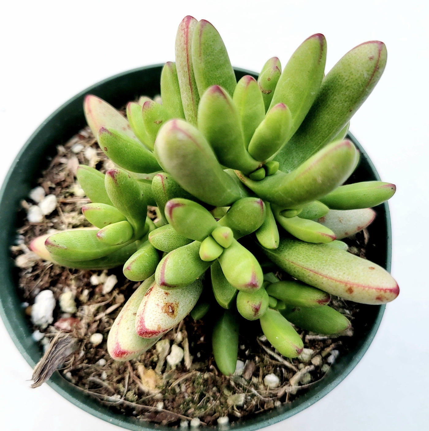 Crassula nudicaulis var. herrei with tubular leaves in pot.