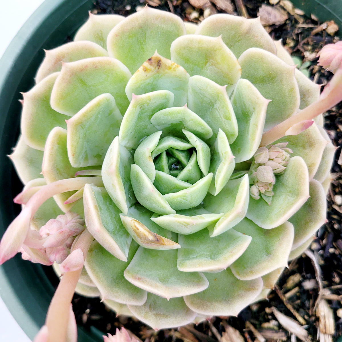 Echeveria Onslow - Succulents Depot