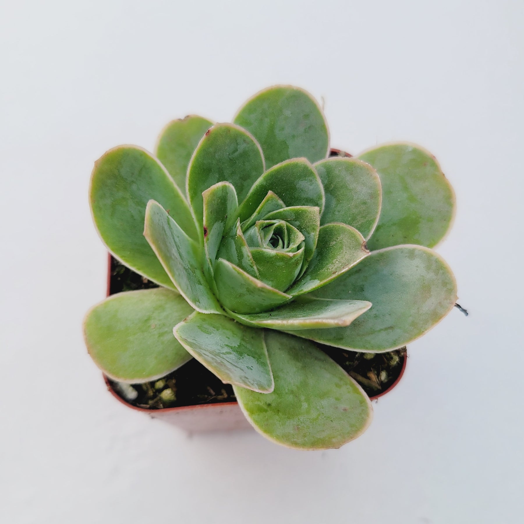 greenovia aurea succulent Greenovia aurea 4 Inch