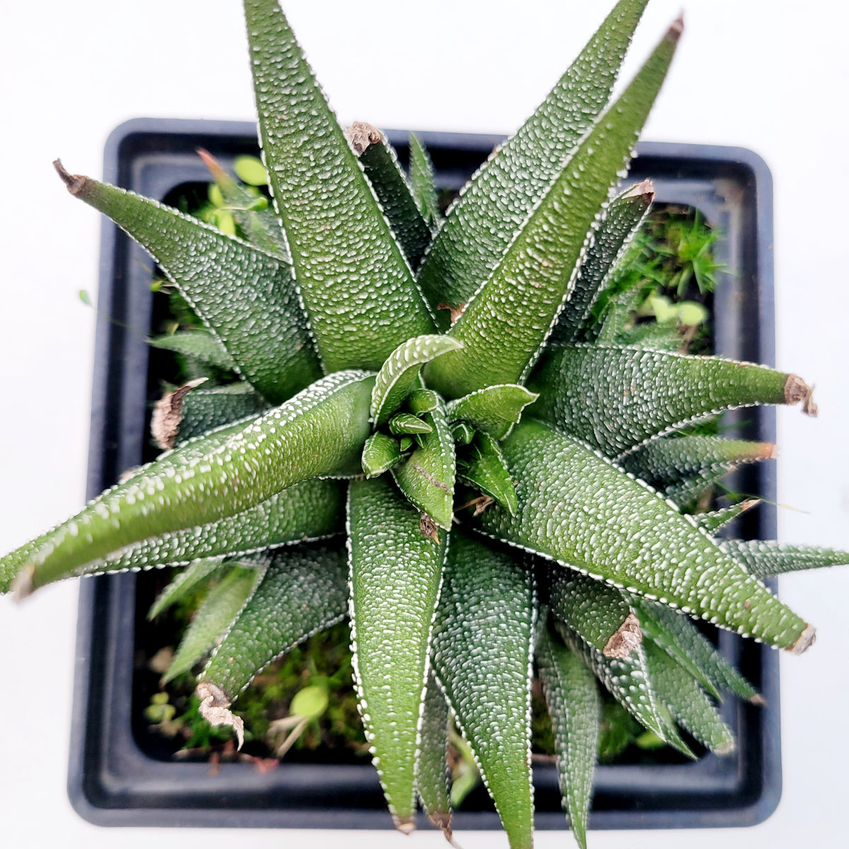 Haworthia attenuata 'Concolor'