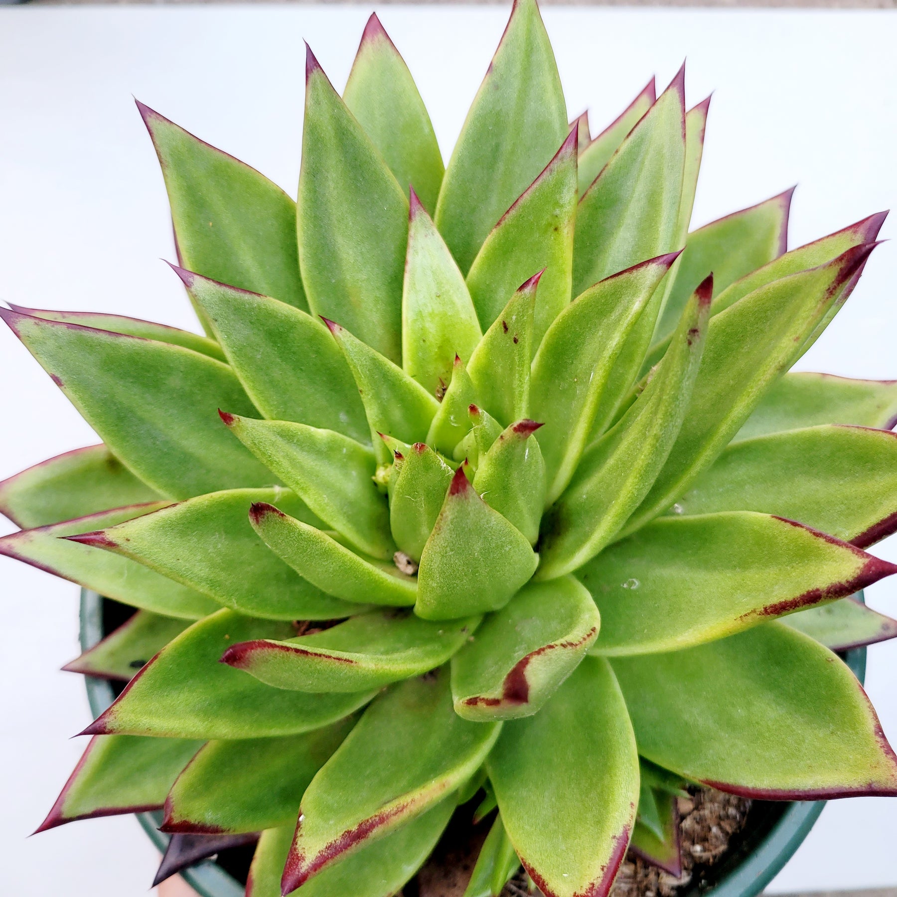 succulent with green leaves with red edges Echeveria agavoides 'Lipstick'