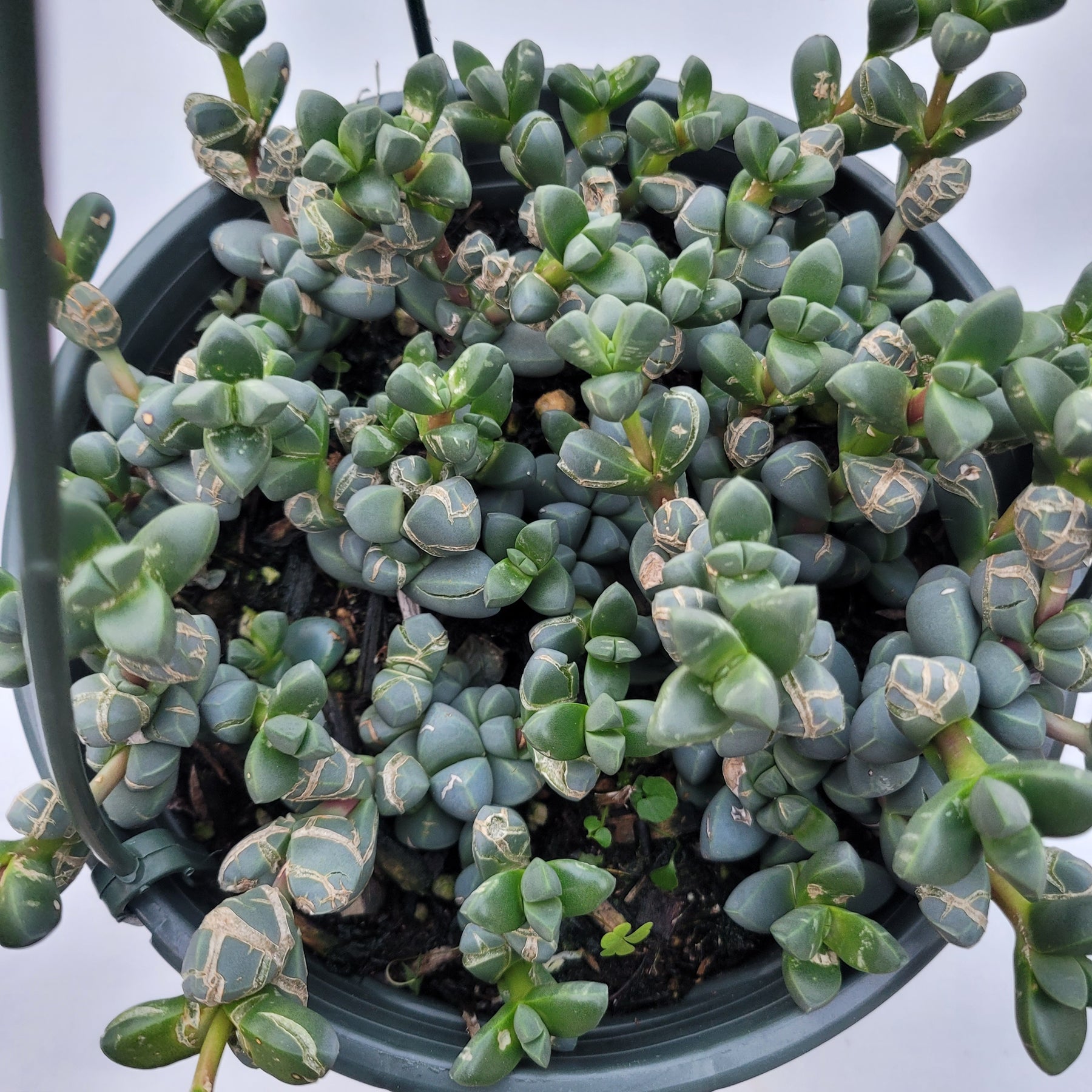 ice plant succulent for sale Corpuscularia lehmannii