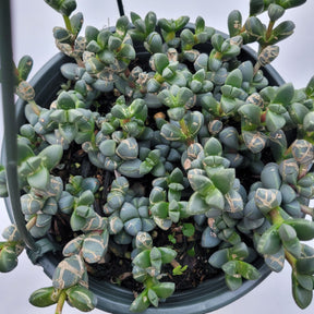Corpuscularia lehmannii - Ice Plant