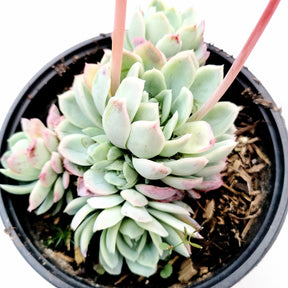 Echeveria 'Raspberry Ice' - Succulents Depot