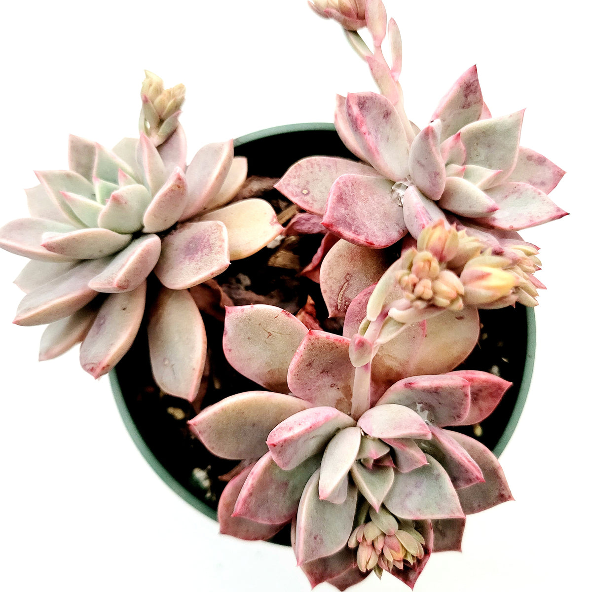 where to buy pink succulents Echeveria Pretty in Pink