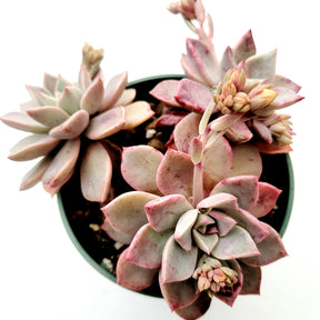 succulent with flower on top Echeveria Pretty in Pink
