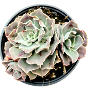Echeveria 'Domingo' - Succulents Depot