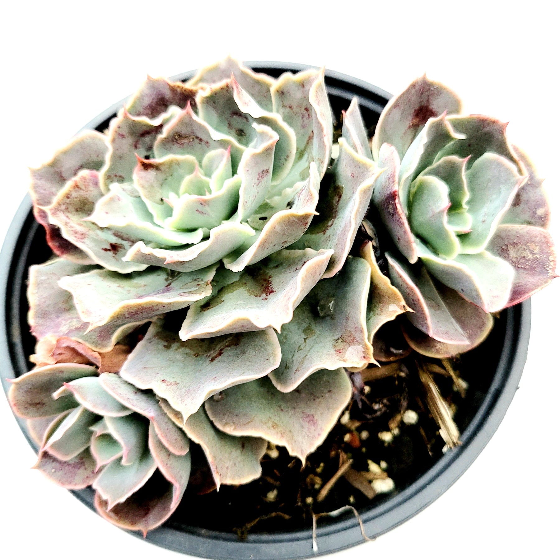 domingo succulent Echeveria 'Domingo' 2 Inch