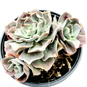 Echeveria 'Domingo' - Succulents Depot