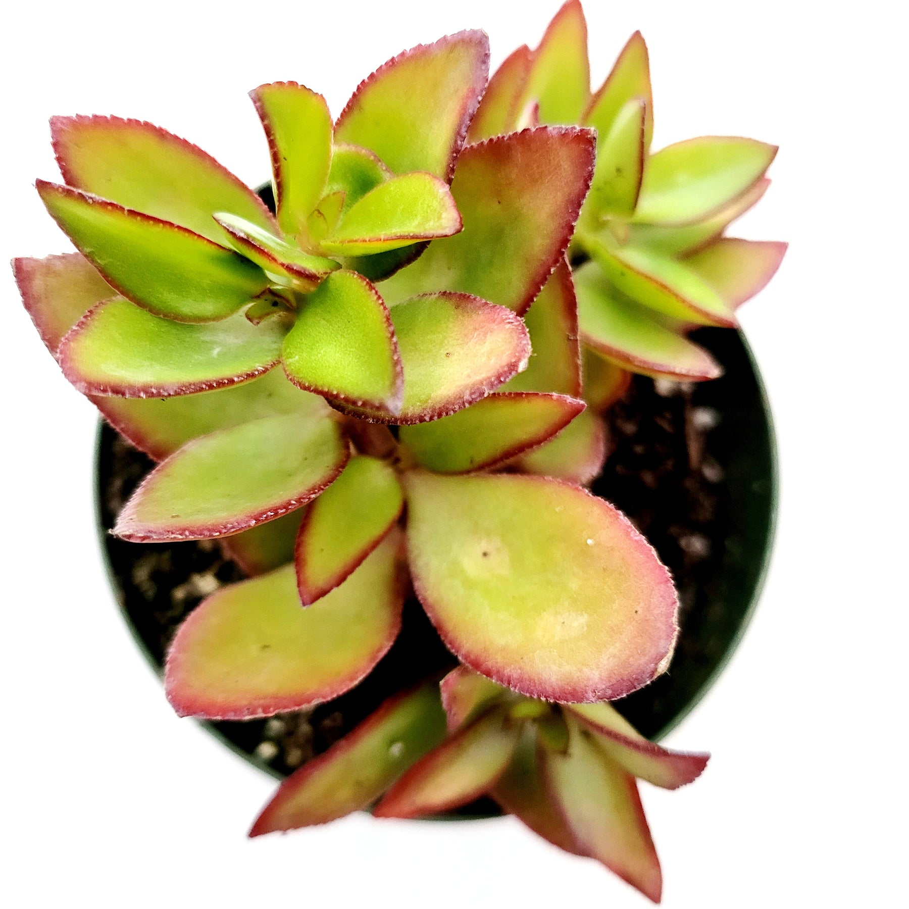 succulent crassulaceae Crassula sarmentosa 2 Inch