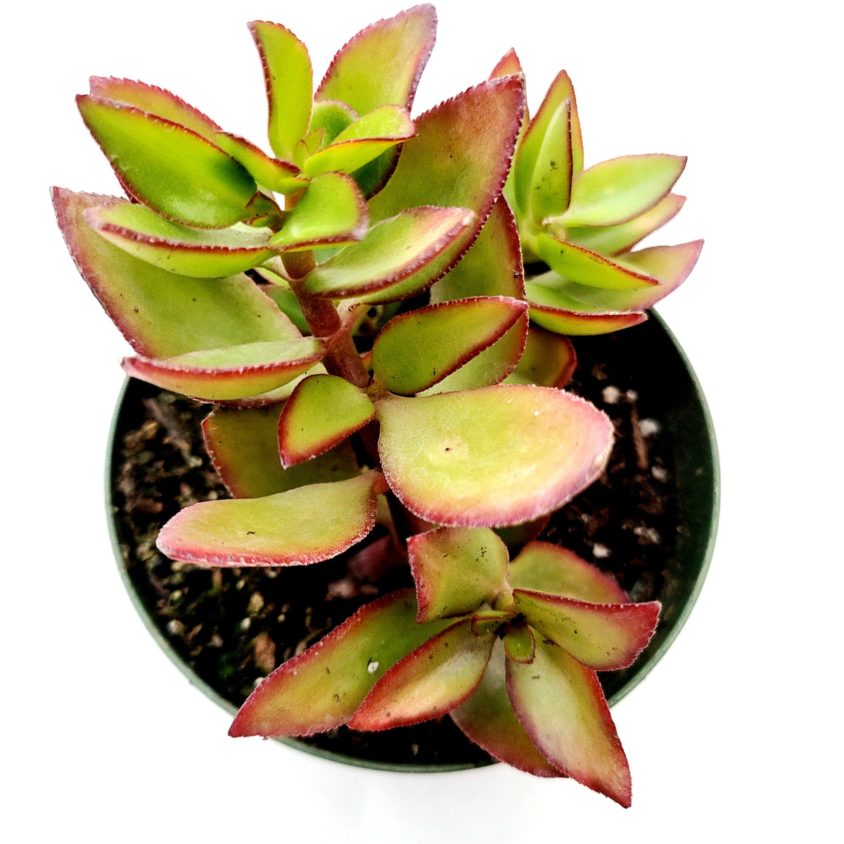 Crassula sarmentosa