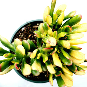 et finger succulent Crassula ovata Variegated 'ET's Fingers' Jade