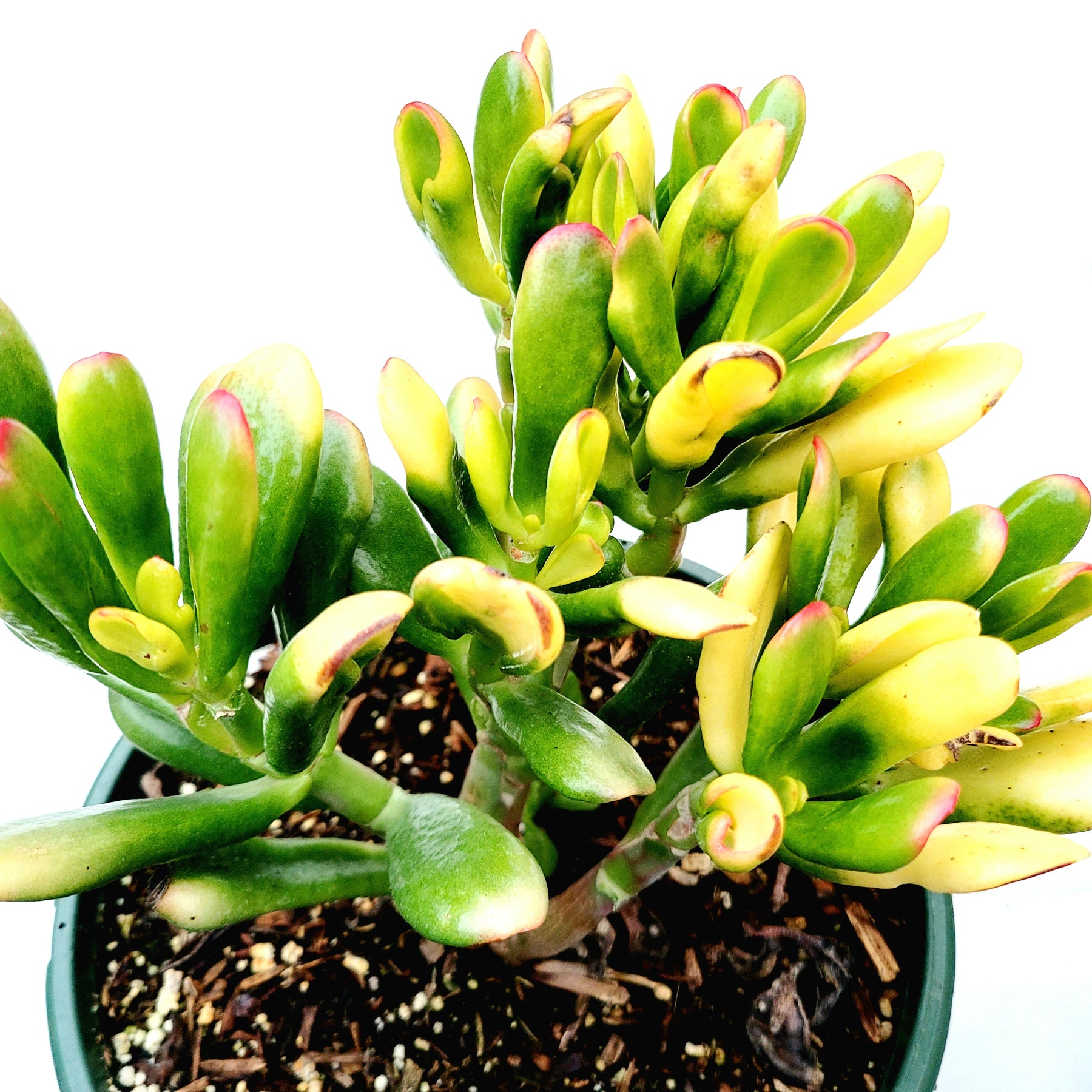 Crassula ovata Variegated 'ET's Fingers' Jade