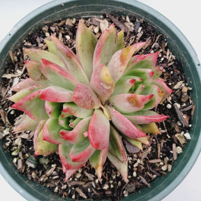 Echeveria agavoides 'Frank Reinelt'
