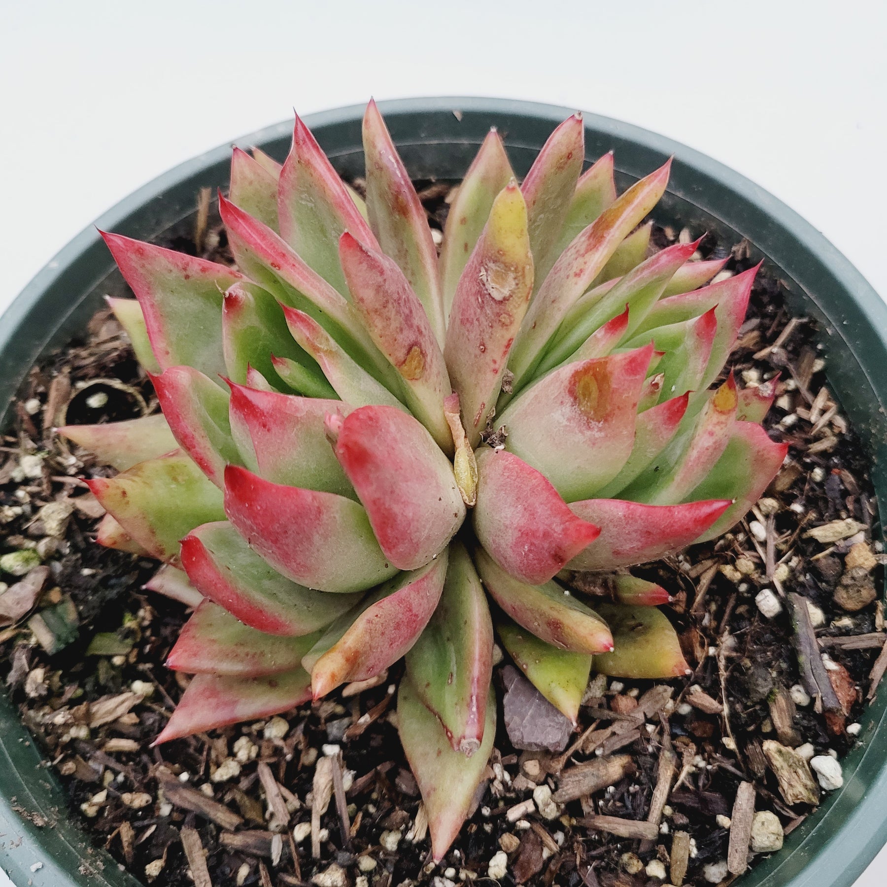 altenew mega succulent Echeveria agavoides 'Frank Reinelt'