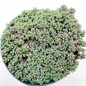 Sedum dasyphyllum 'Corsican Stonecrop'