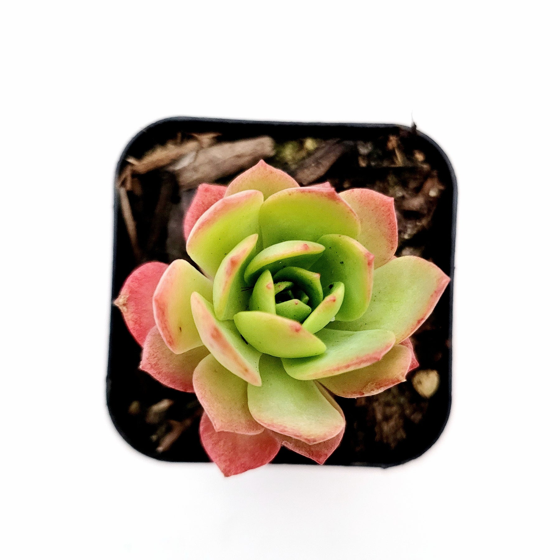dark green succulent Sedeveria 'Green Rose'