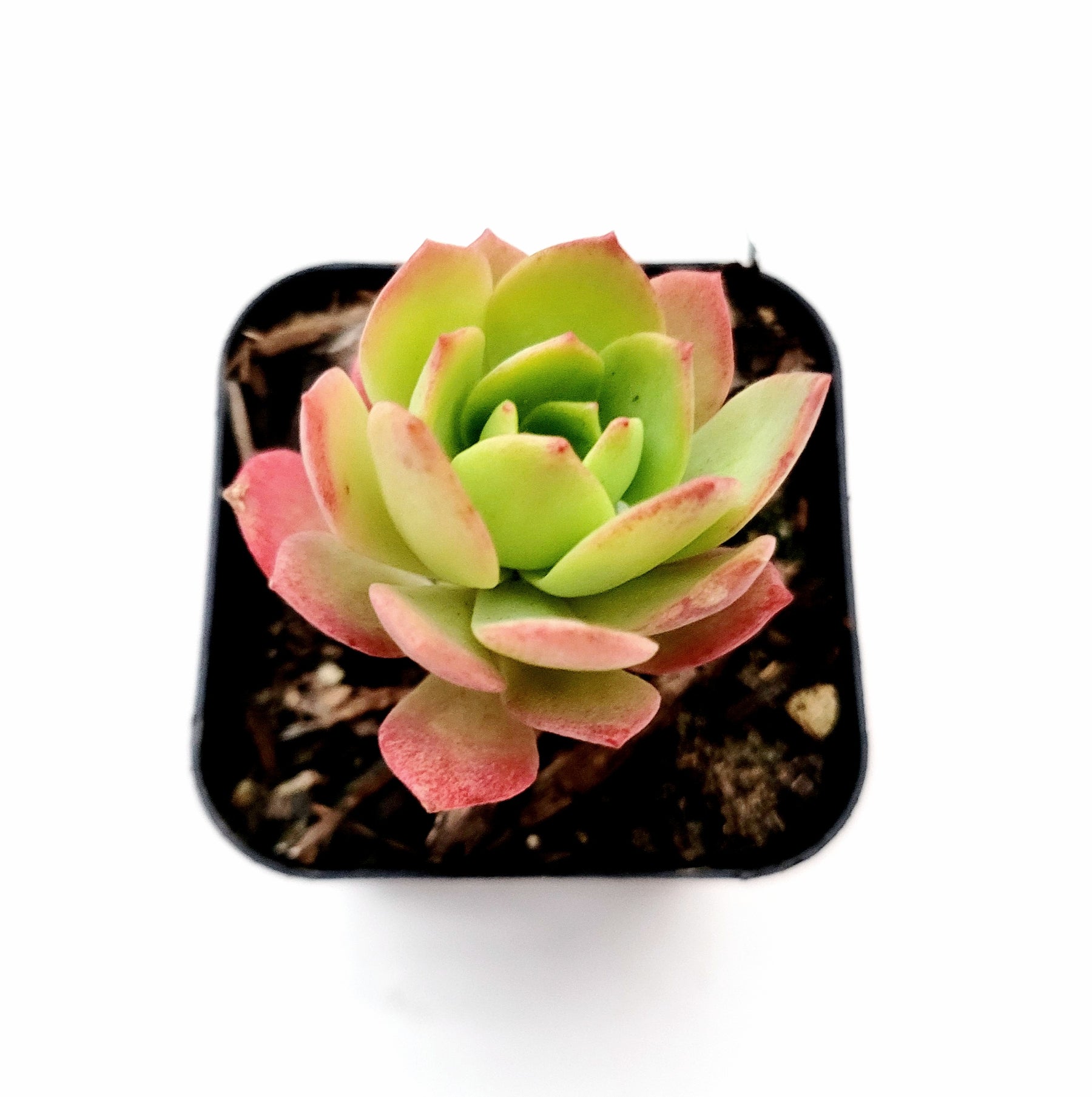 green rose looking succulent Sedeveria 'Green Rose'