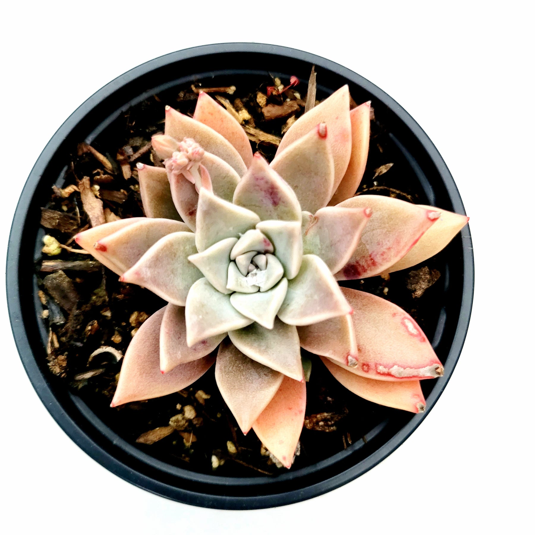 succulent in german Graptopetalum paraguayense