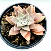 Graptopetalum paraguayense - Blue Haze in plastic pot.