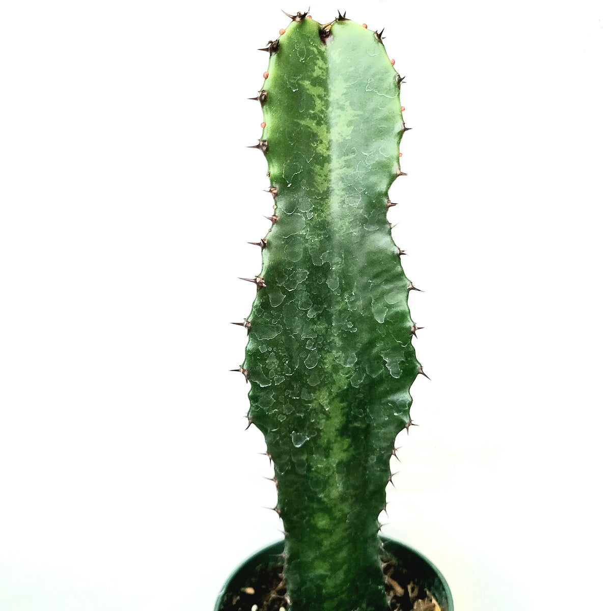 Euphorbia Resinifera Cactus
