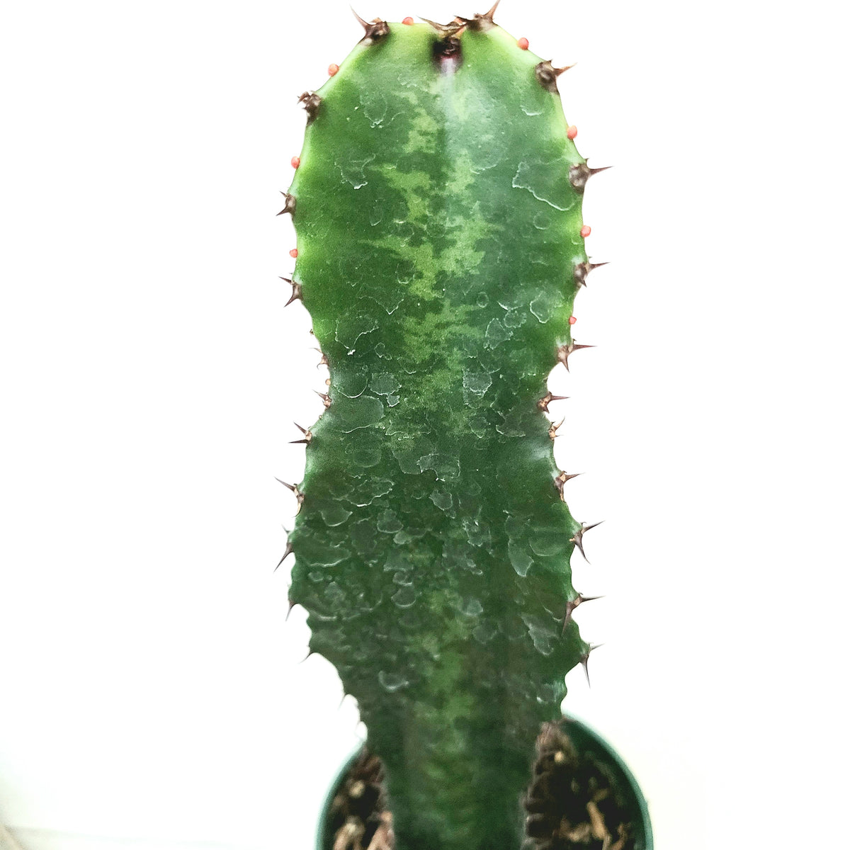 Euphorbia acrurensis 'Desert Candle'