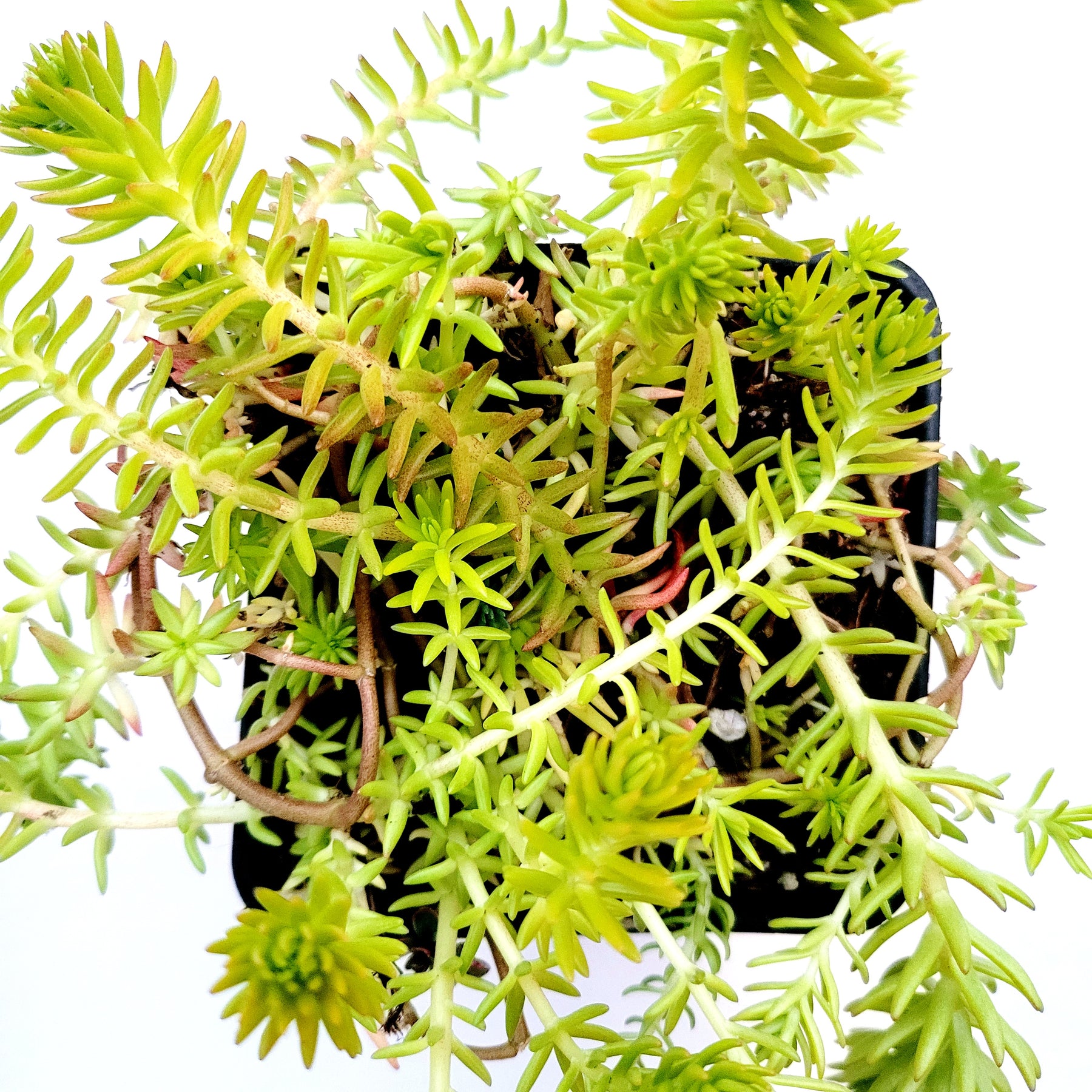 succulent angelina Sedum angelina