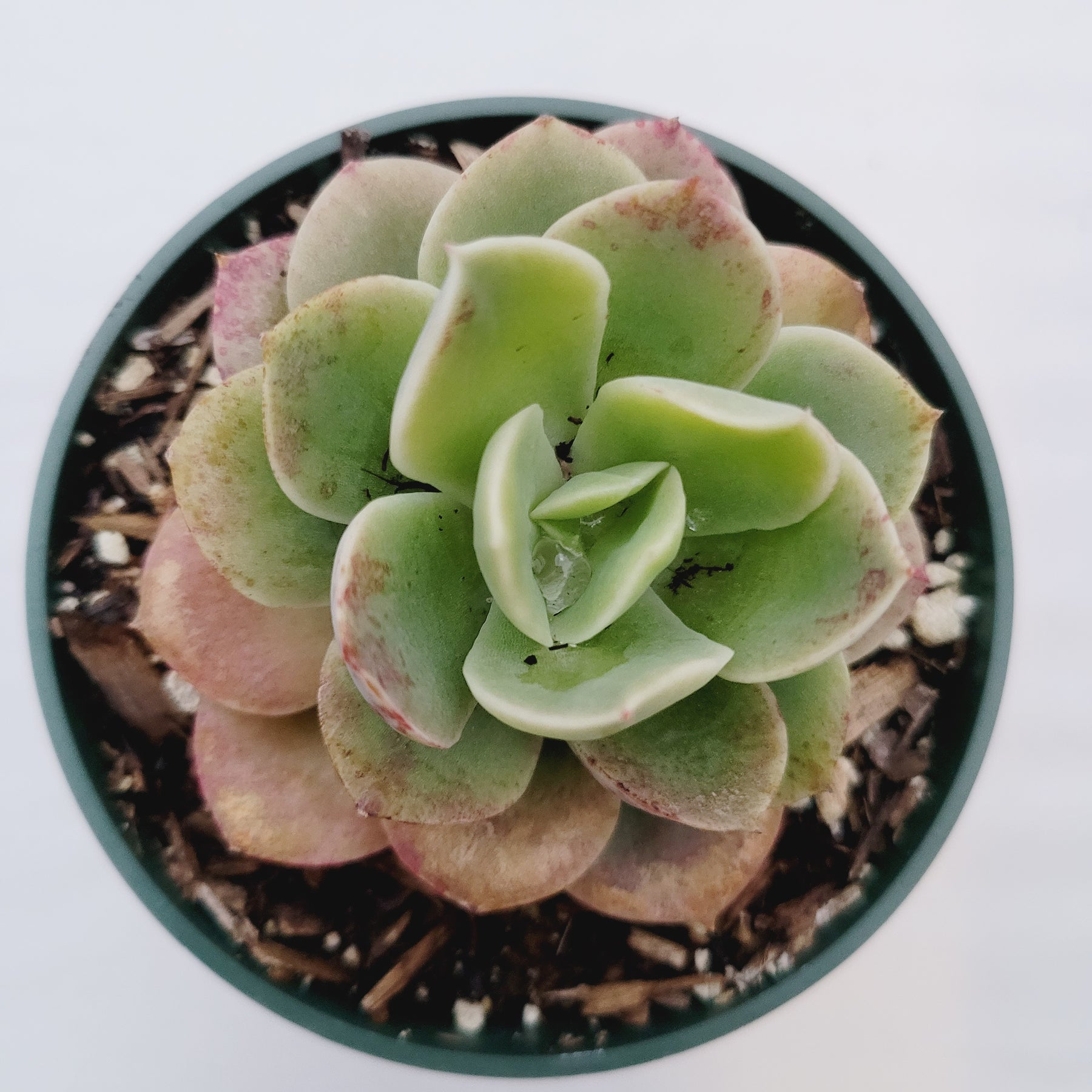 lime succulent Echeveria 'Lemon Lime'