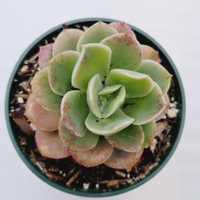 Echeveria 'Lemon Lime' - Succulents Depot