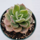 Echeveria 'Lemon Lime' - Succulents Depot