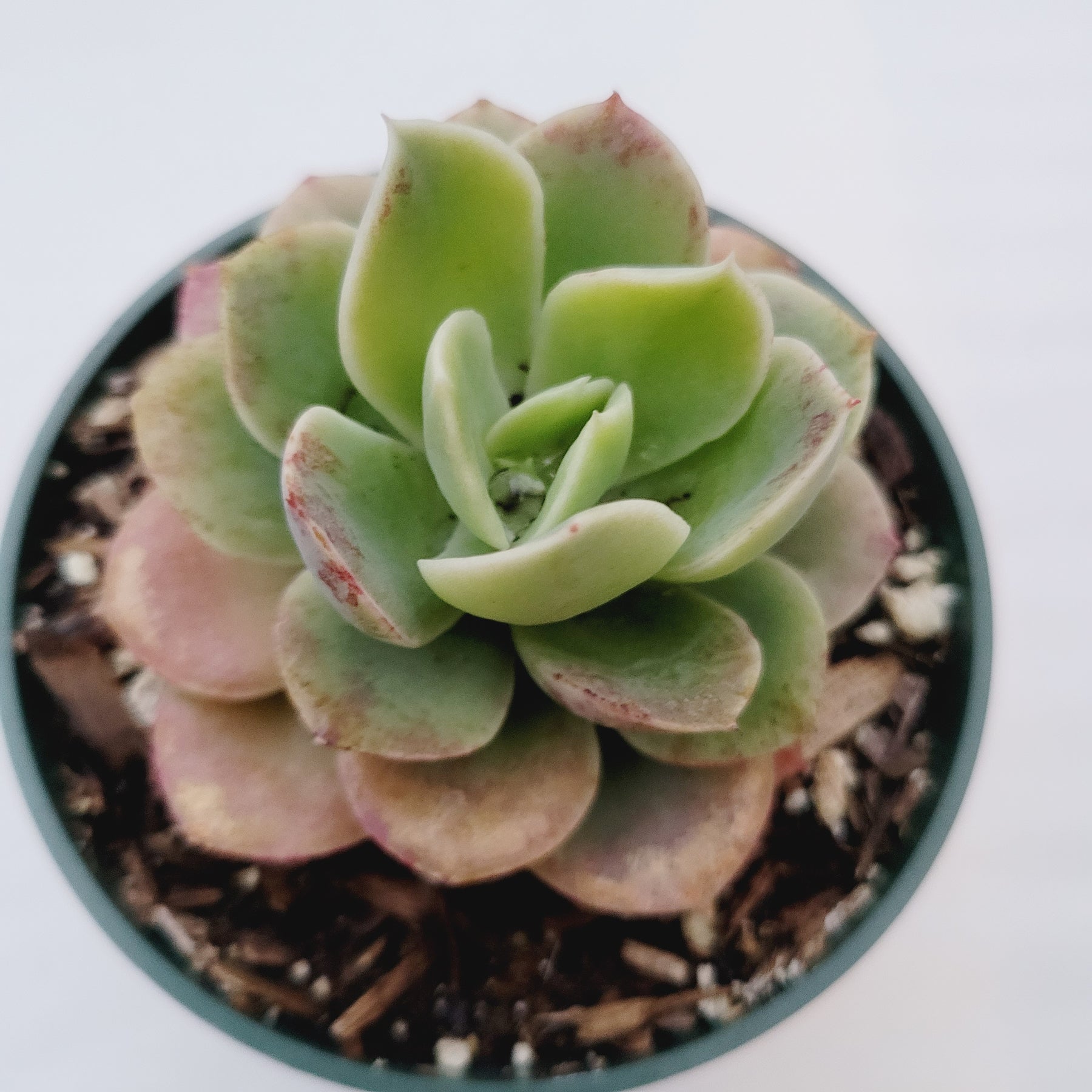 succulent that smells like lemon Echeveria 'Lemon Lime'