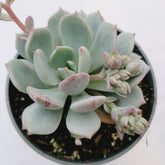 Echeveria 'Moonglow' - Succulents Depot
