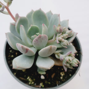 Echeveria 'Moonglow' - Succulents Depot