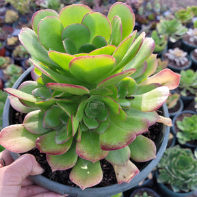 Aeonium 'Blushing Beauty' - Succulents Depot