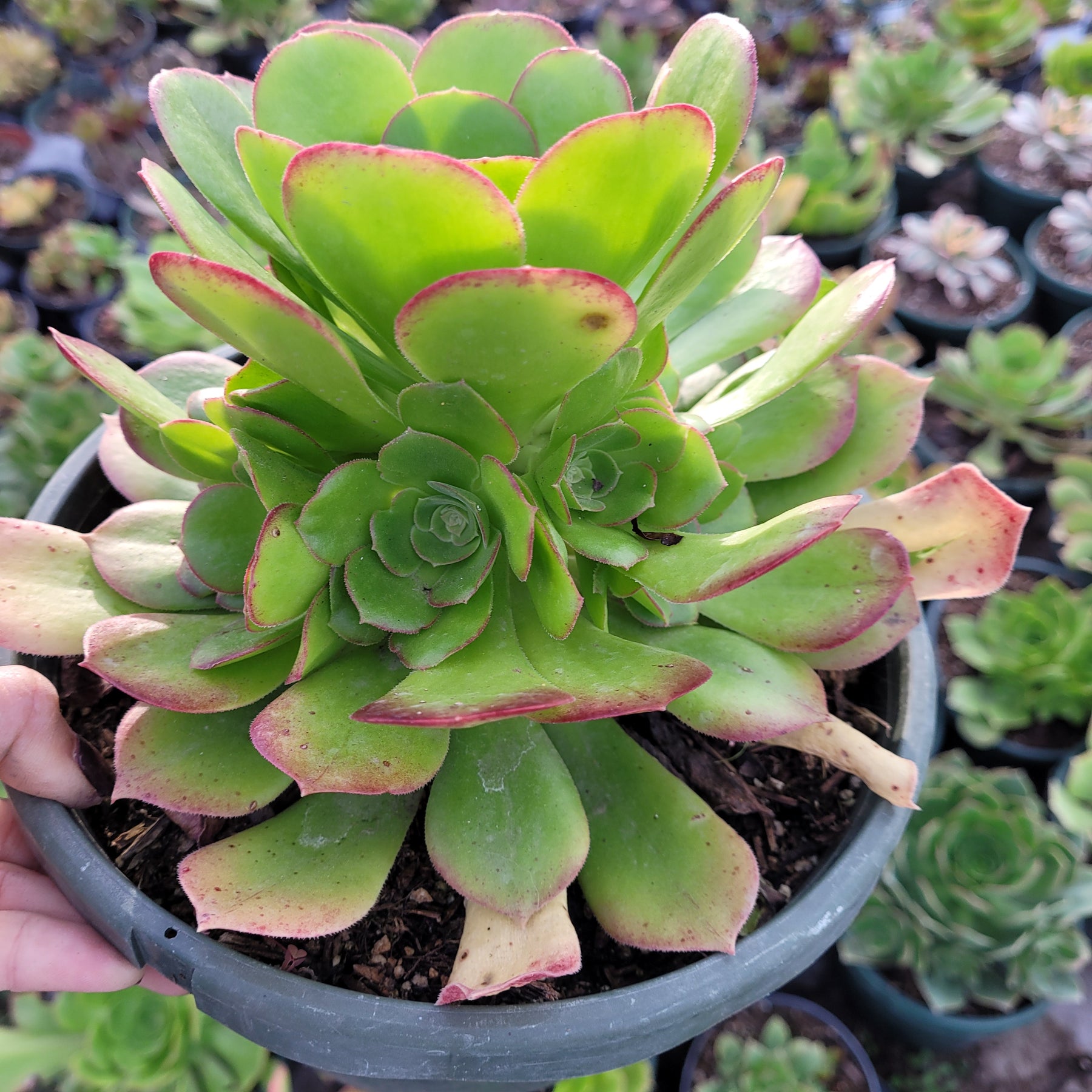 aeonium blushing beauty succulent Aeonium 'Blushing Beauty'