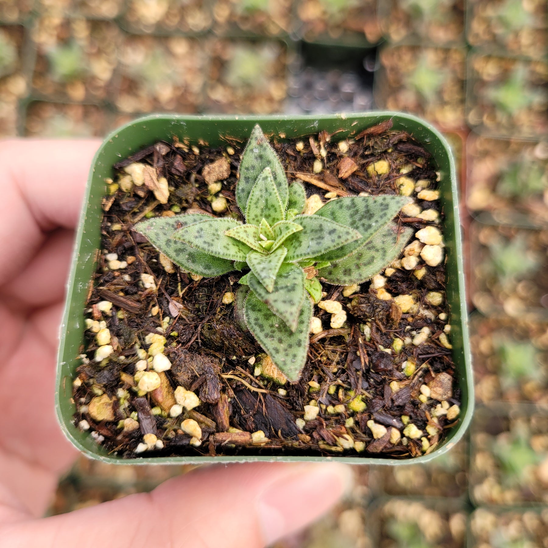 tiger jade succulent care Crassula exilis ssp. cooperi 'Tiger Jade'