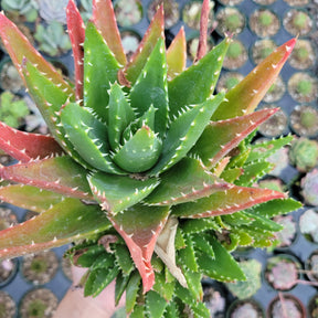 Aloe distans 'Gold teeth'