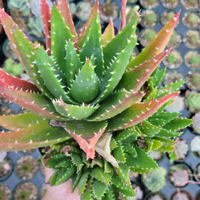 Aloe distans 'Gold teeth'