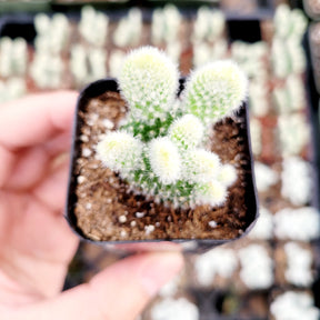 Opuntia microdasys var. albospina 'White Bunny Ears' - Succulents Depot