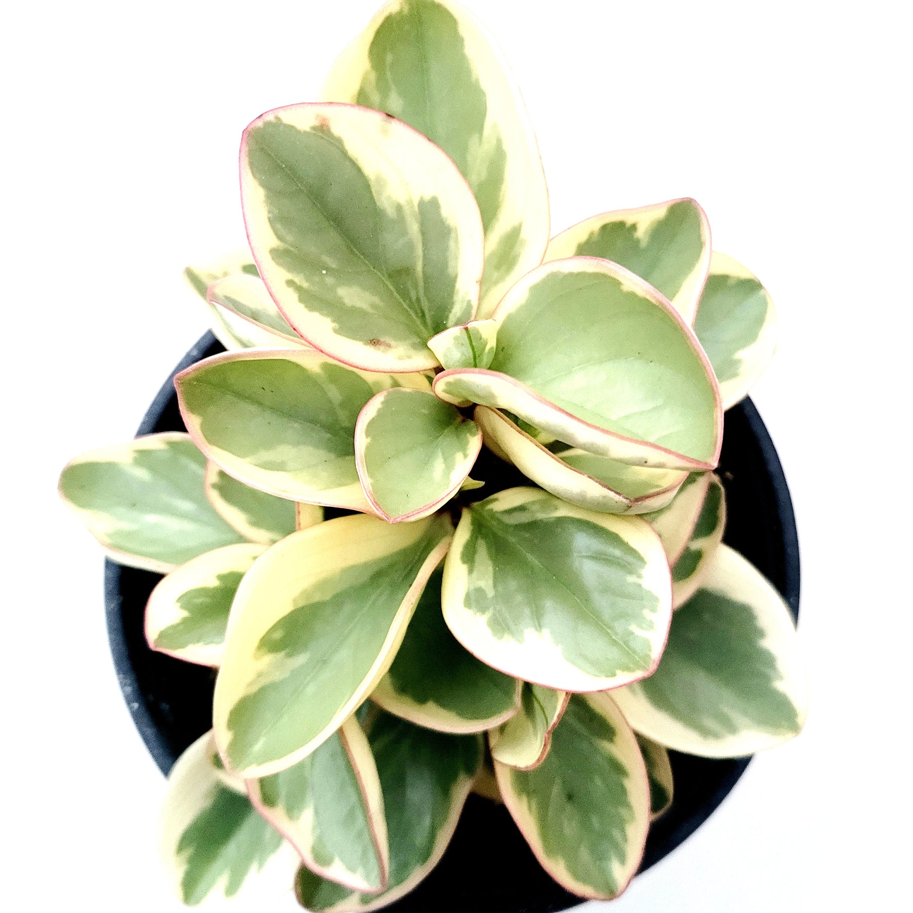 is peperomia obtusifolia a succulent Peperomia obtusifolia Variegata