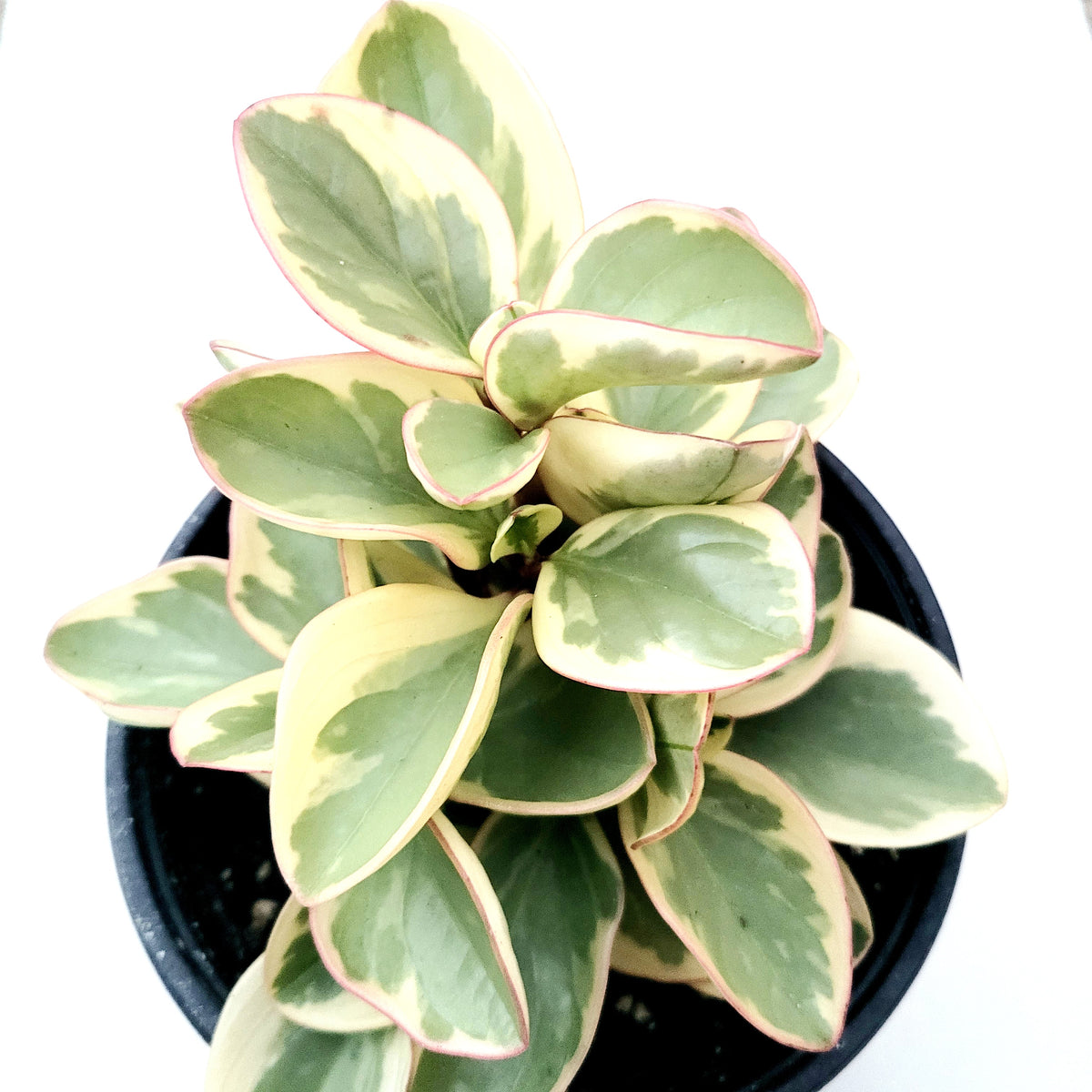 Peperomia obtusifolia Variegata