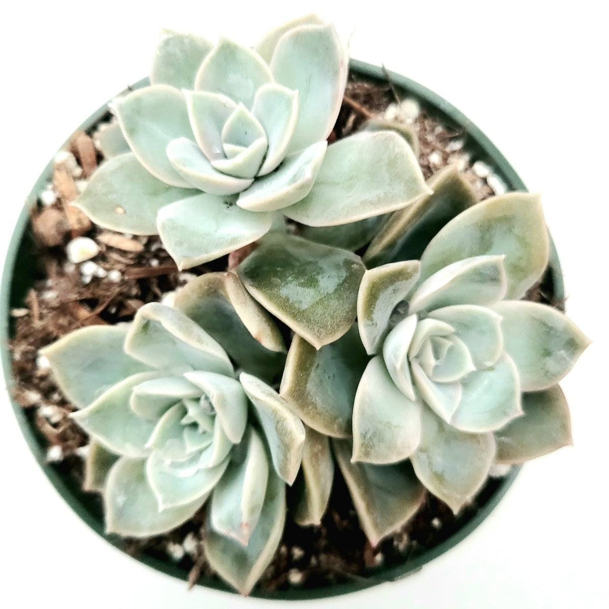 Echeveria Harry Waston