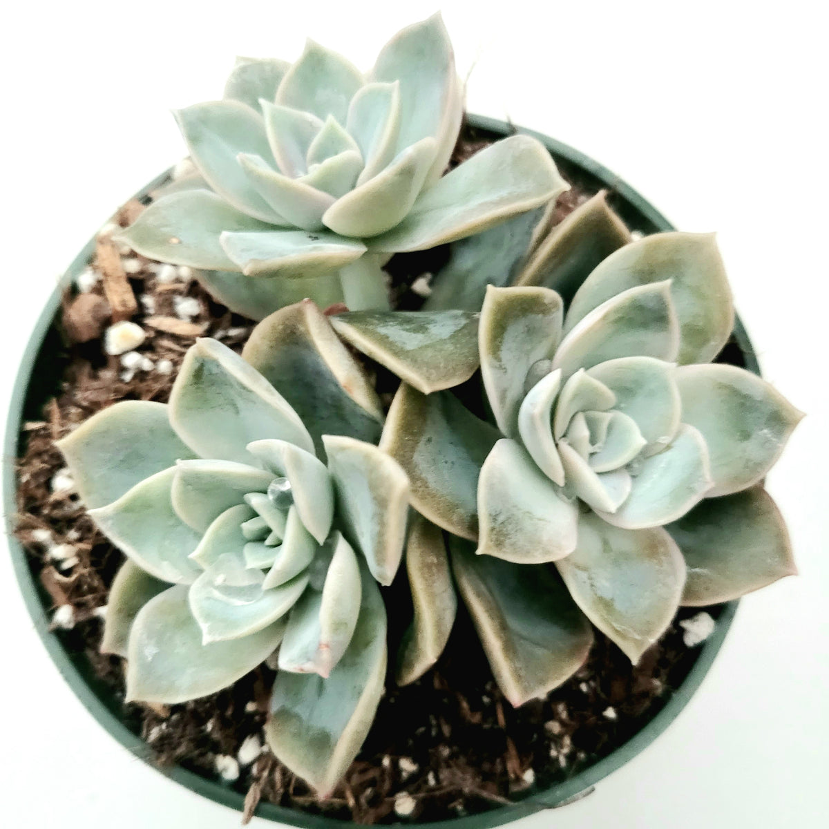 Echeveria Harry Waston