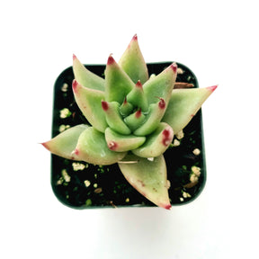 Echeveria agavoides 'Morgain'