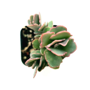 Kalanchoe fedtschenkoi 'Majestic Scallops' - Succulents Depot
