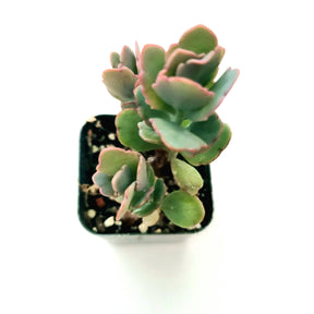 Kalanchoe fedtschenkoi 'Majestic Scallops' - Succulents Depot
