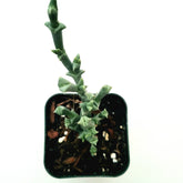 Ruschia uncinata 'Doringvygie'