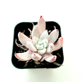 Dudleya Sp