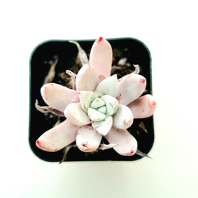 Dudleya Sp